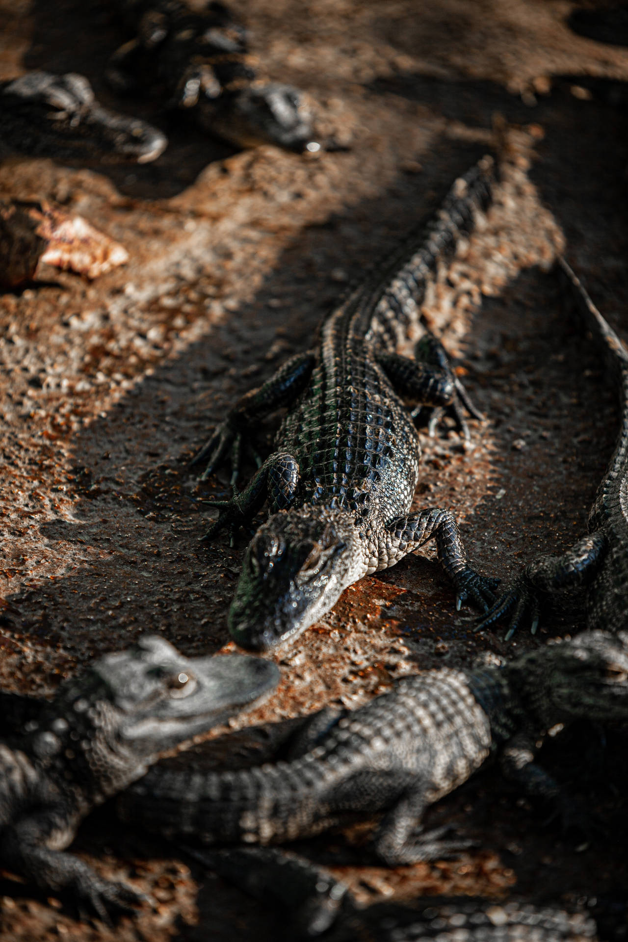 Black Alligator Reptiles Phone Wallpaper