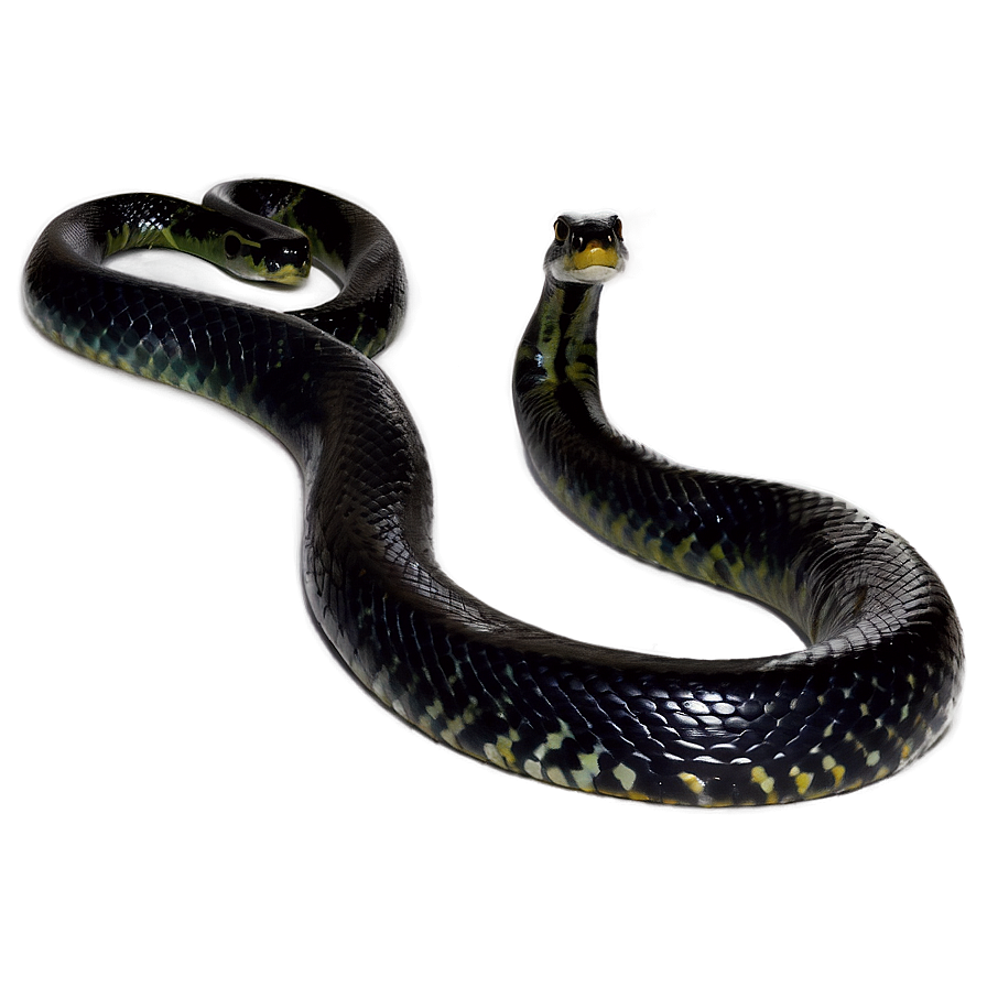 Black Anaconda Snake Png App PNG