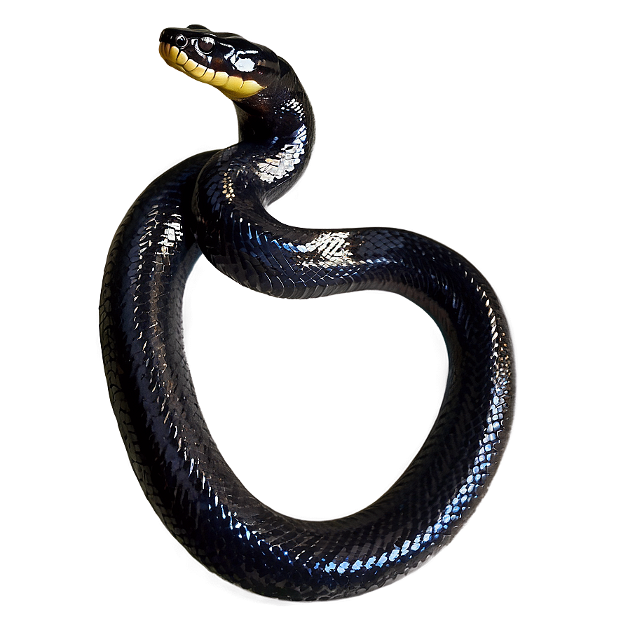 Black Anaconda Snake Png Wva1 PNG