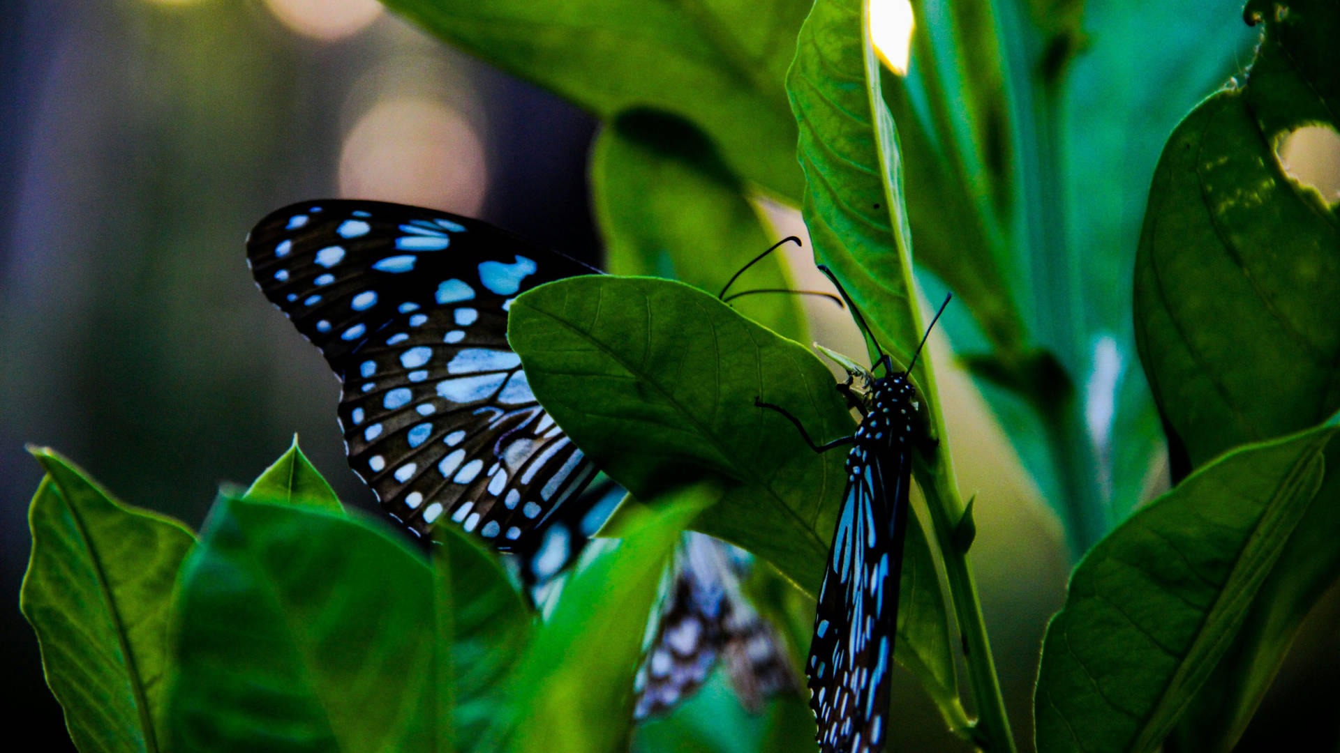 Black And Blue Butterfly Aesthetic Wallpaper
