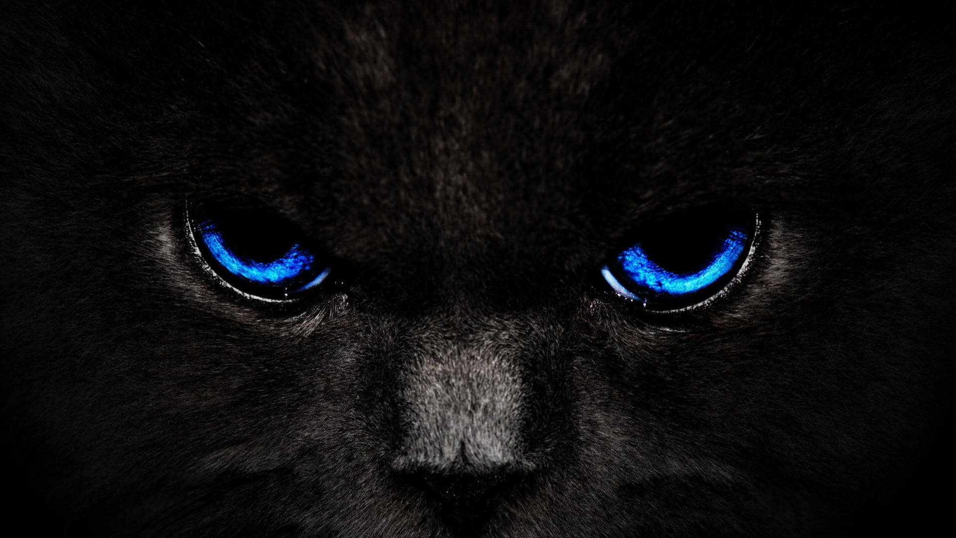 Black And Blue Fierce Cat Picture