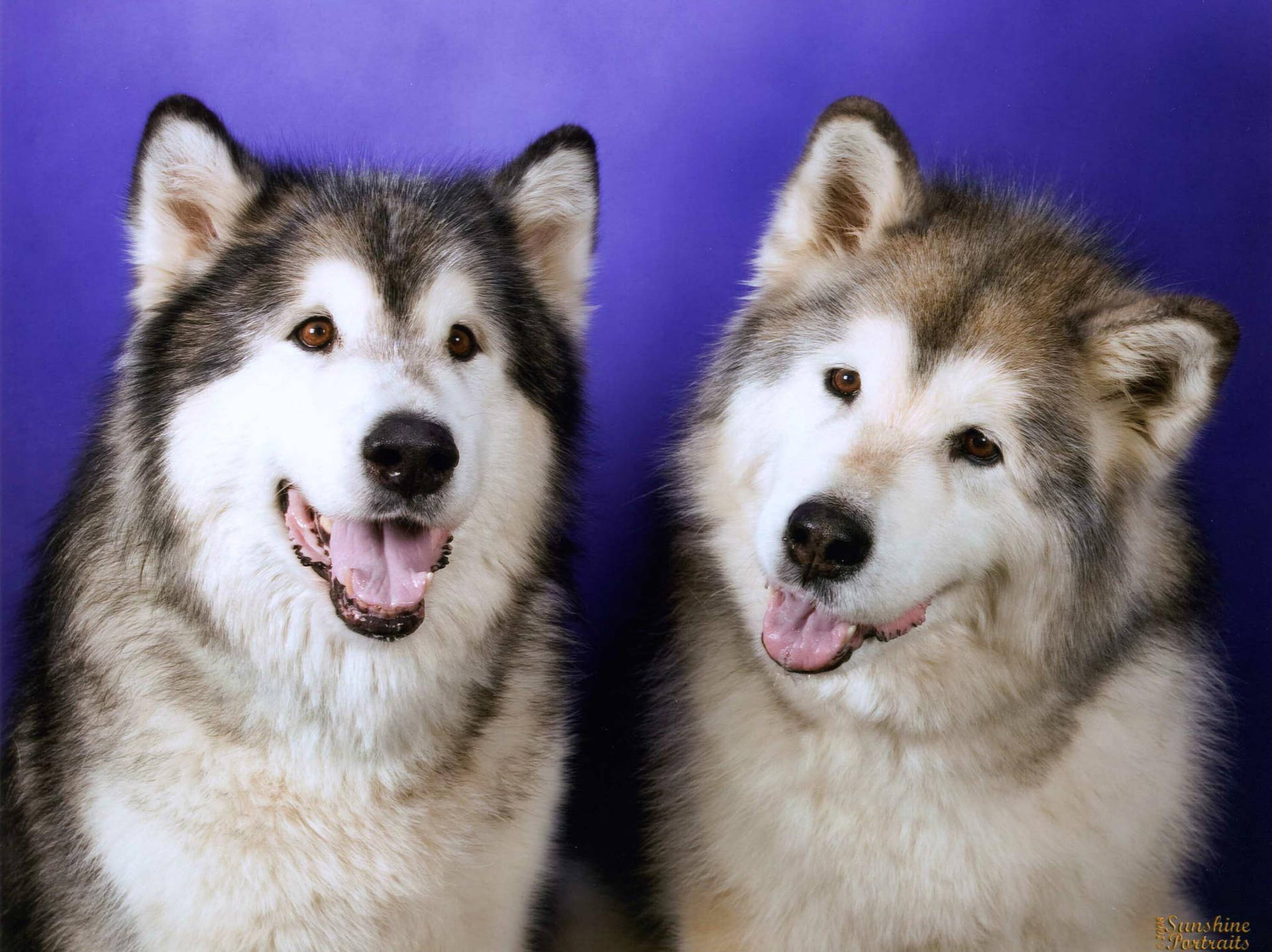 Black And Brown Husky Dogs Background