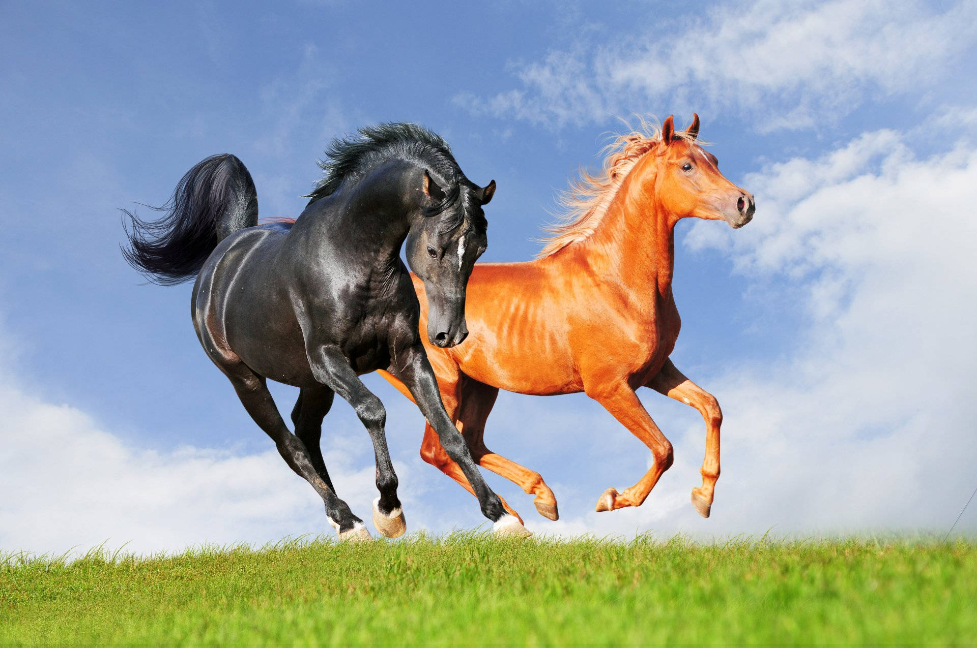 Black And Brown Running Horse Wallpaper