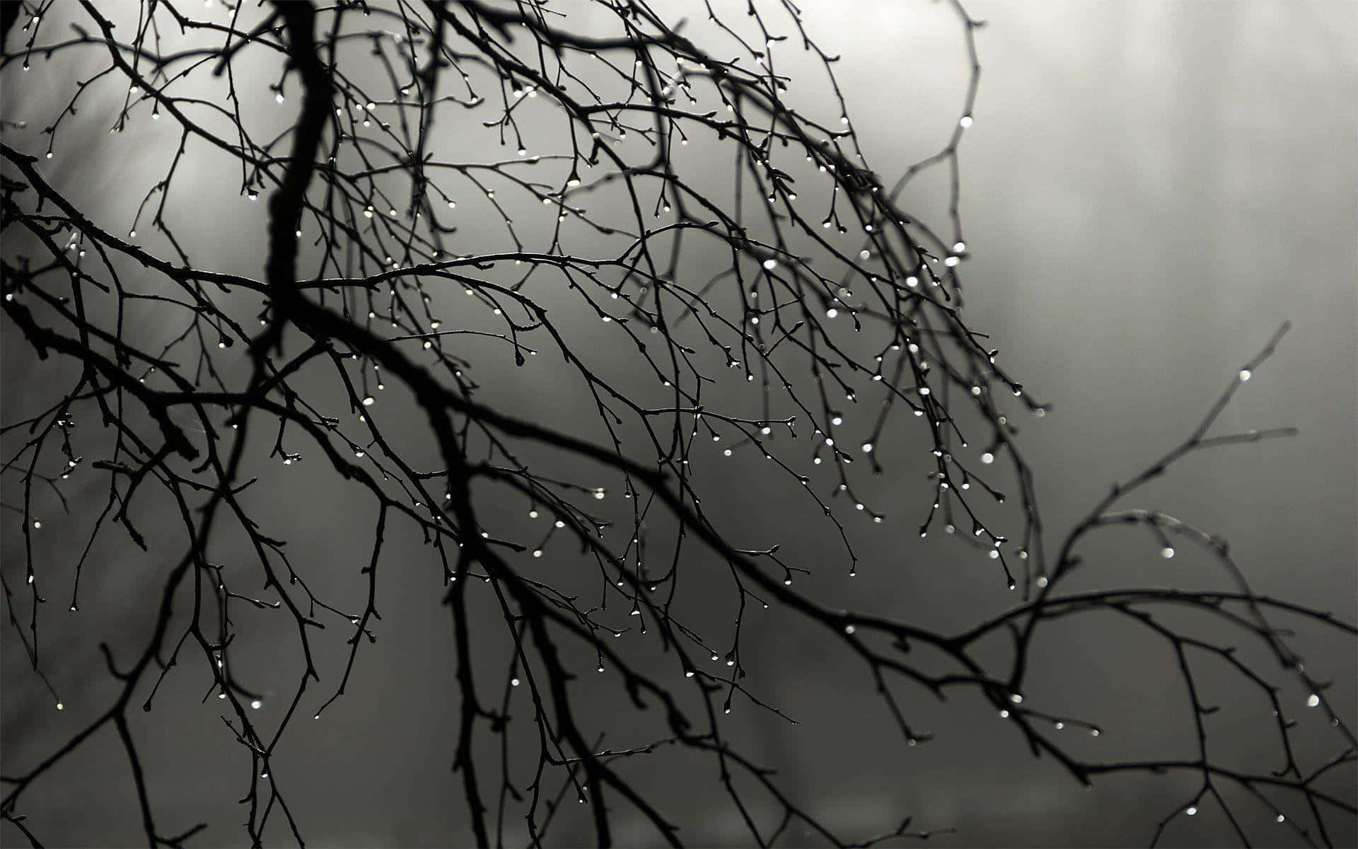 Tree Branch With Water Droplets Black And Gray Wallpaper