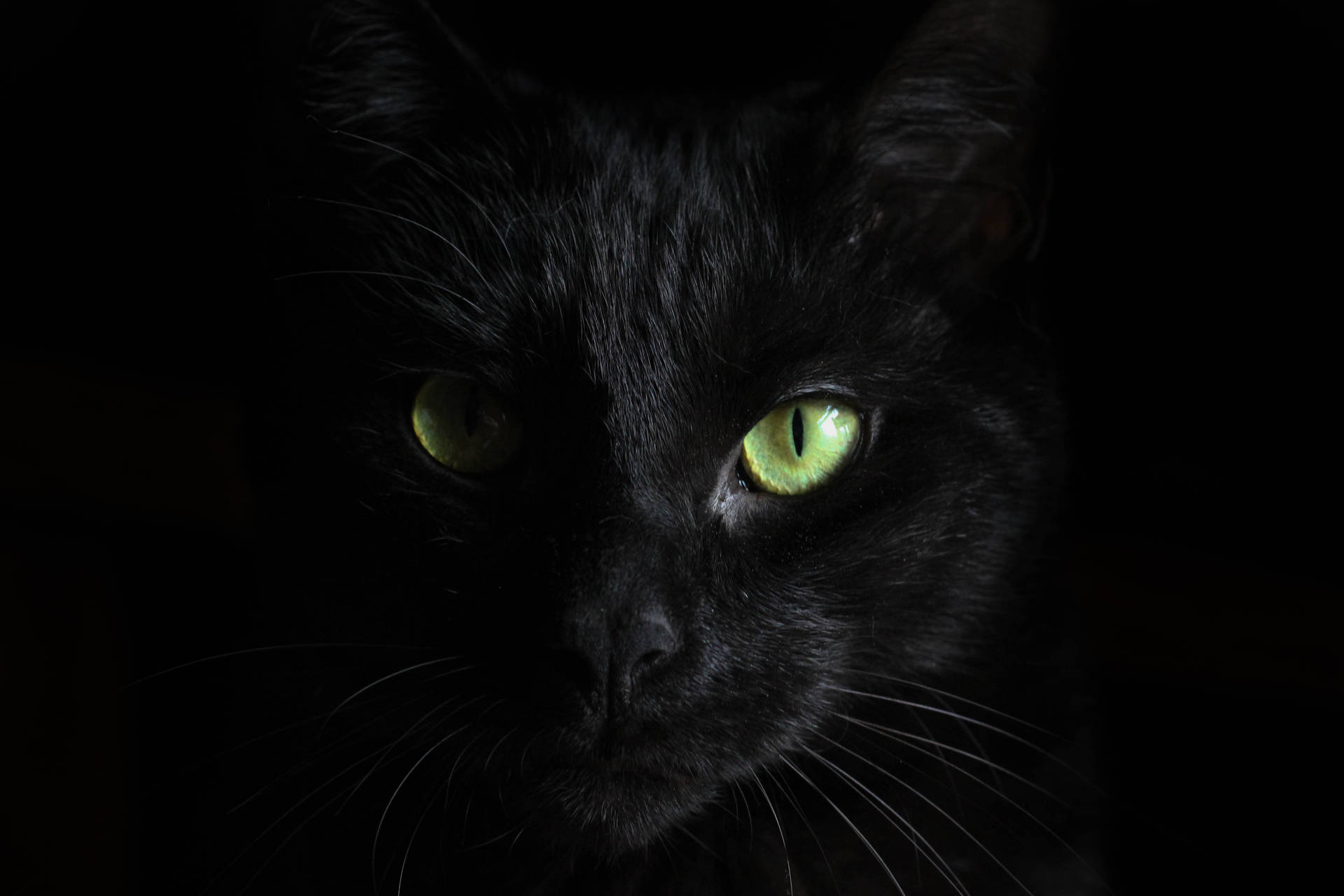 Black And Green Eyes Cat Background