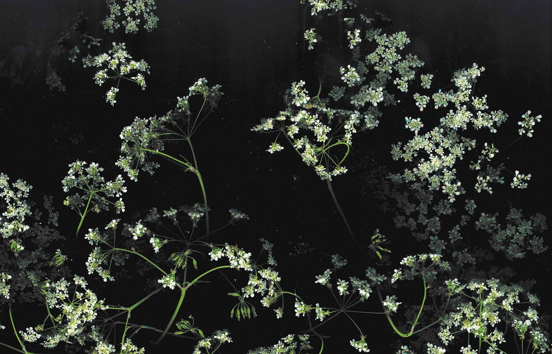 Black And Green Floral Desktop Wallpaper