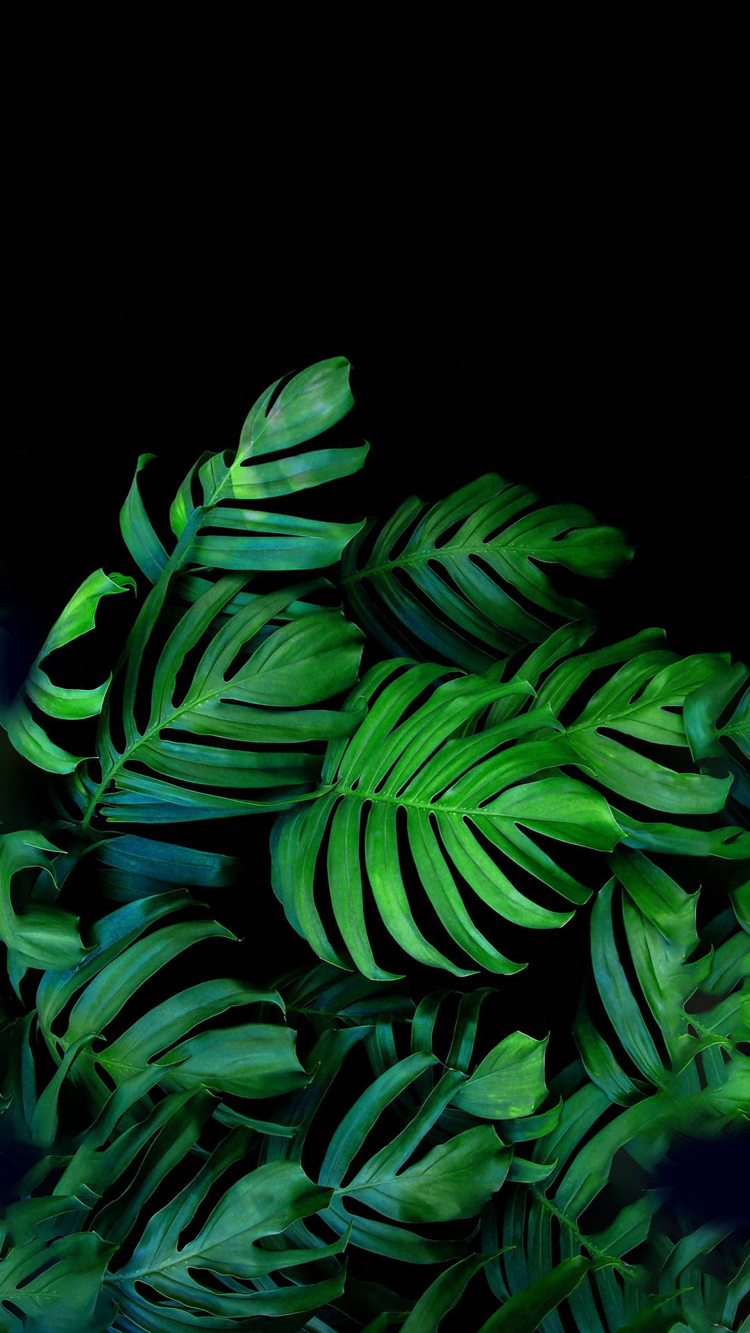 Vibrant Black and Green Palm Leaves Wallpaper