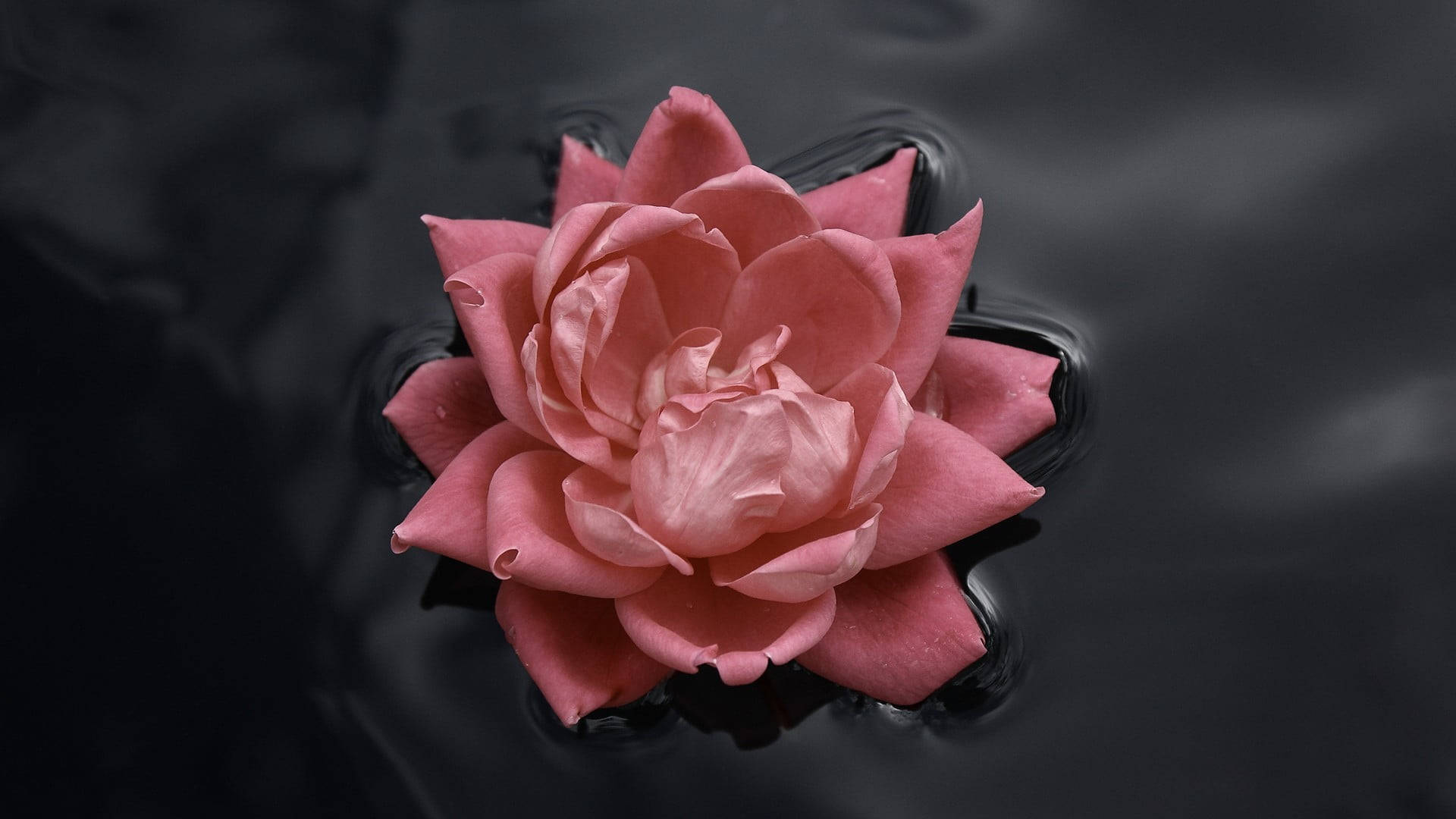 Black And Pink Aesthetic Floating Rose Wallpaper