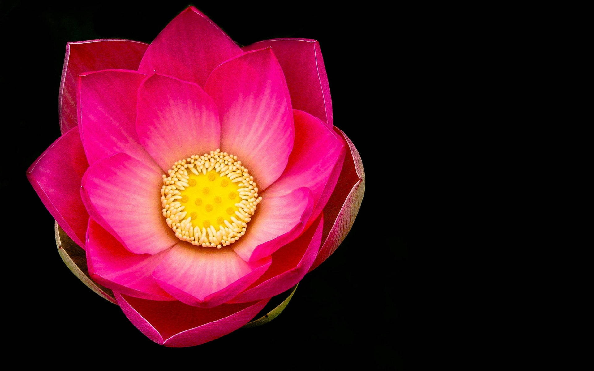 Black And Pink Aesthetic Lotus Flower Wallpaper