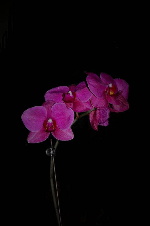 Black And Pink Aesthetic Orchids Wallpaper