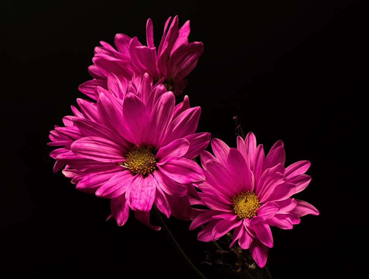 Flowers Black And Pink Background