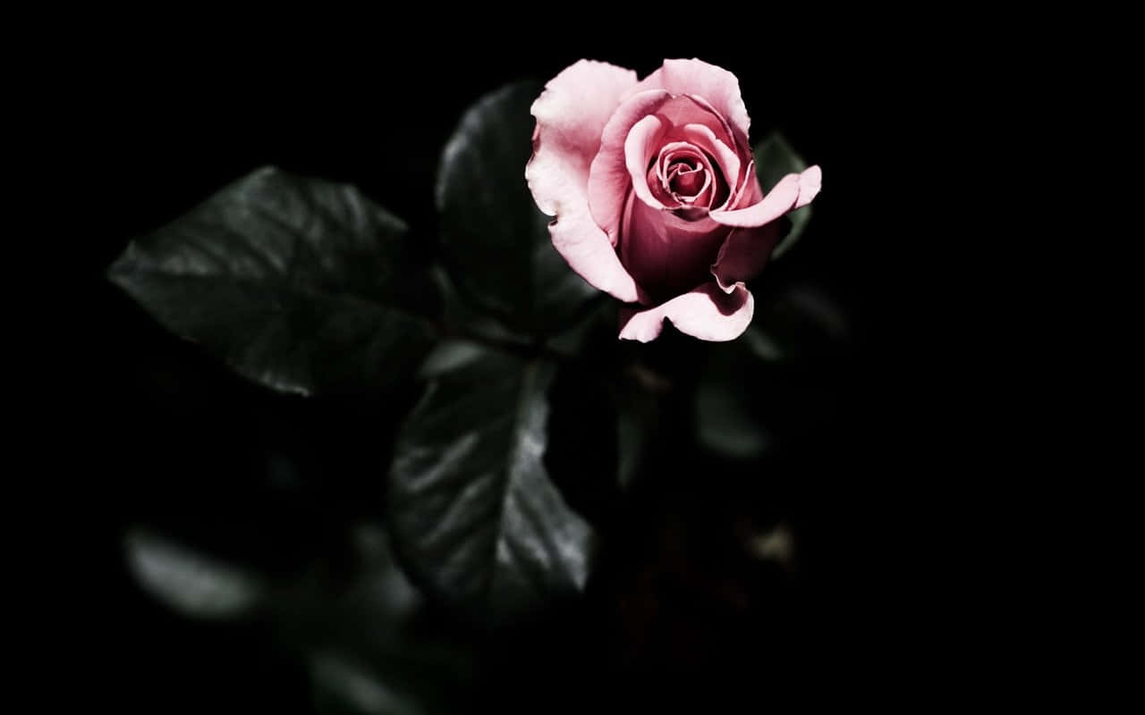 Rose With Dark Green Leaves Black And Pink Background