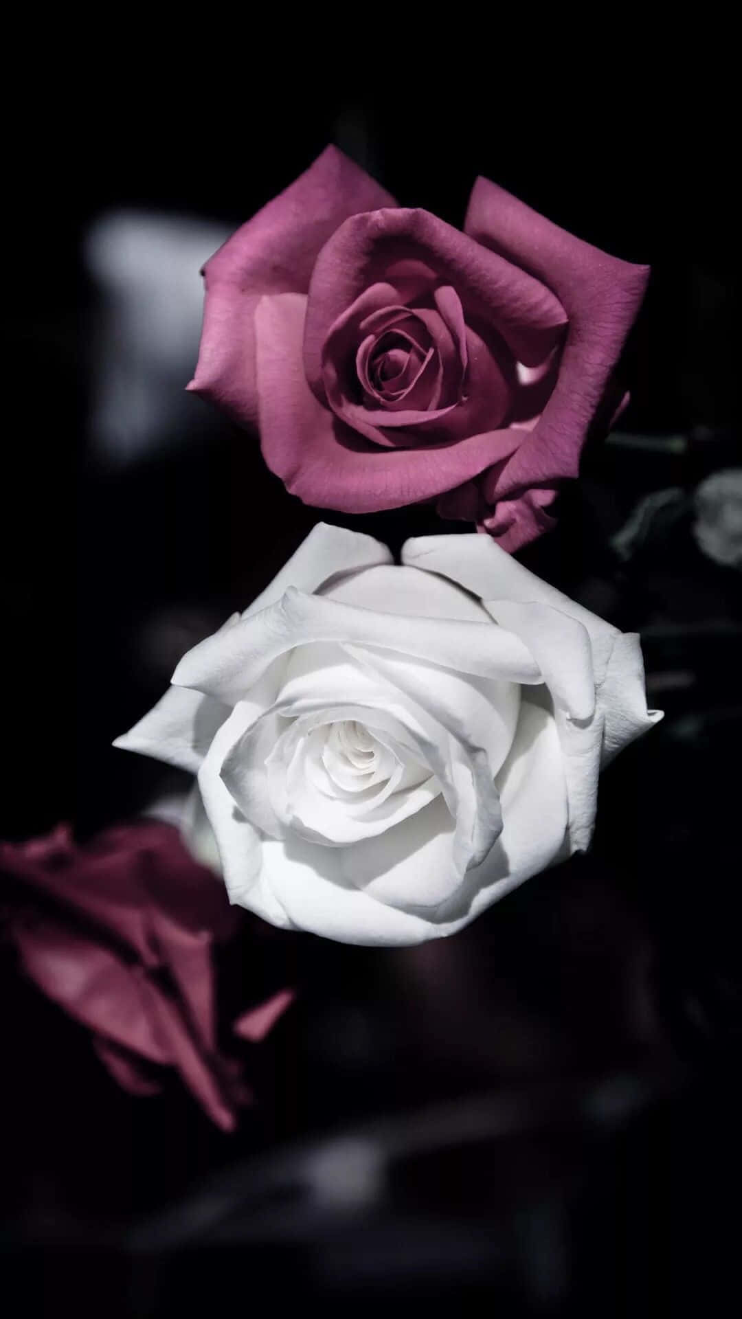 Two Roses Are Shown In A Dark Background Wallpaper