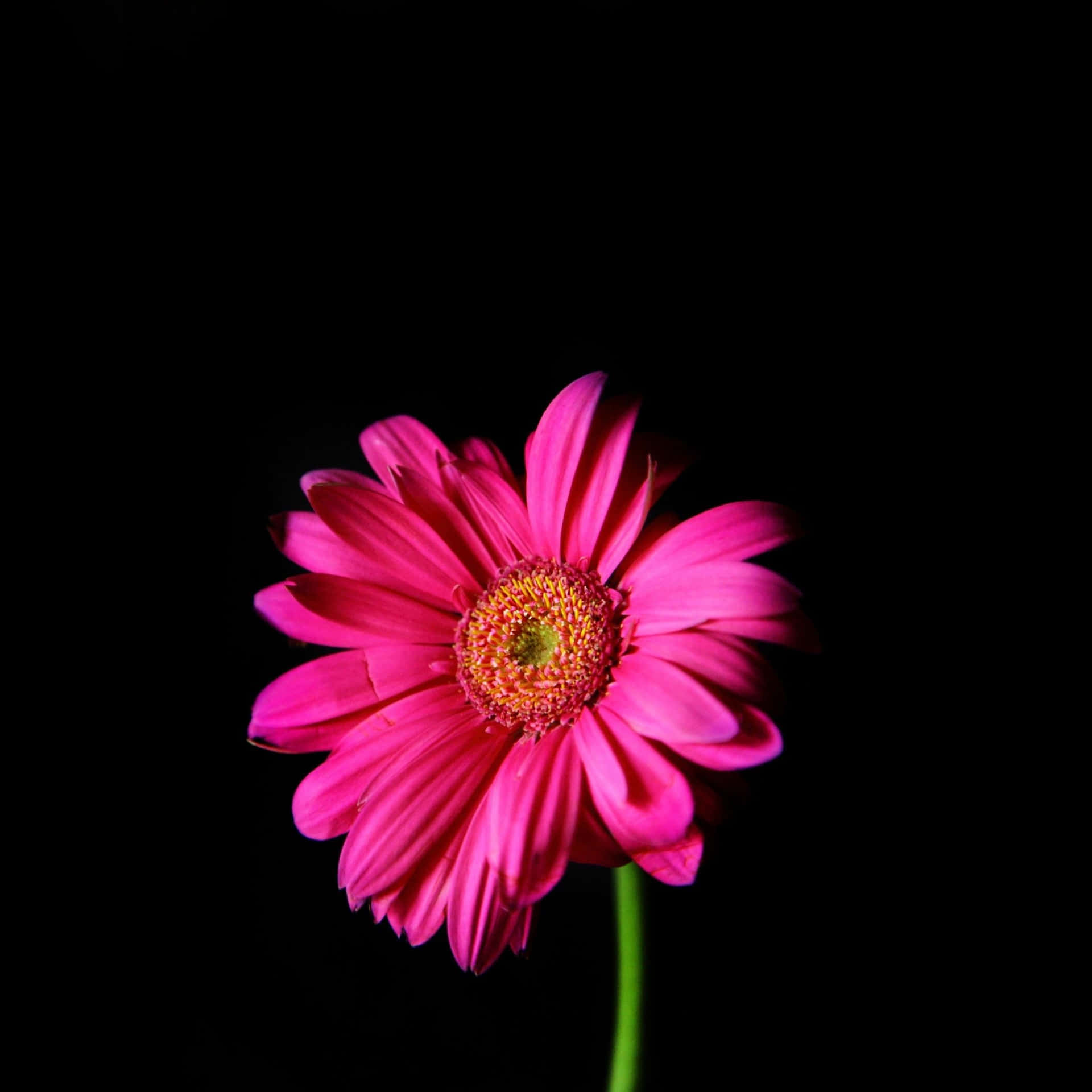 Free Black And Pink Floral Wallpaper Downloads, [100+] Black And Pink  Floral Wallpapers for FREE 