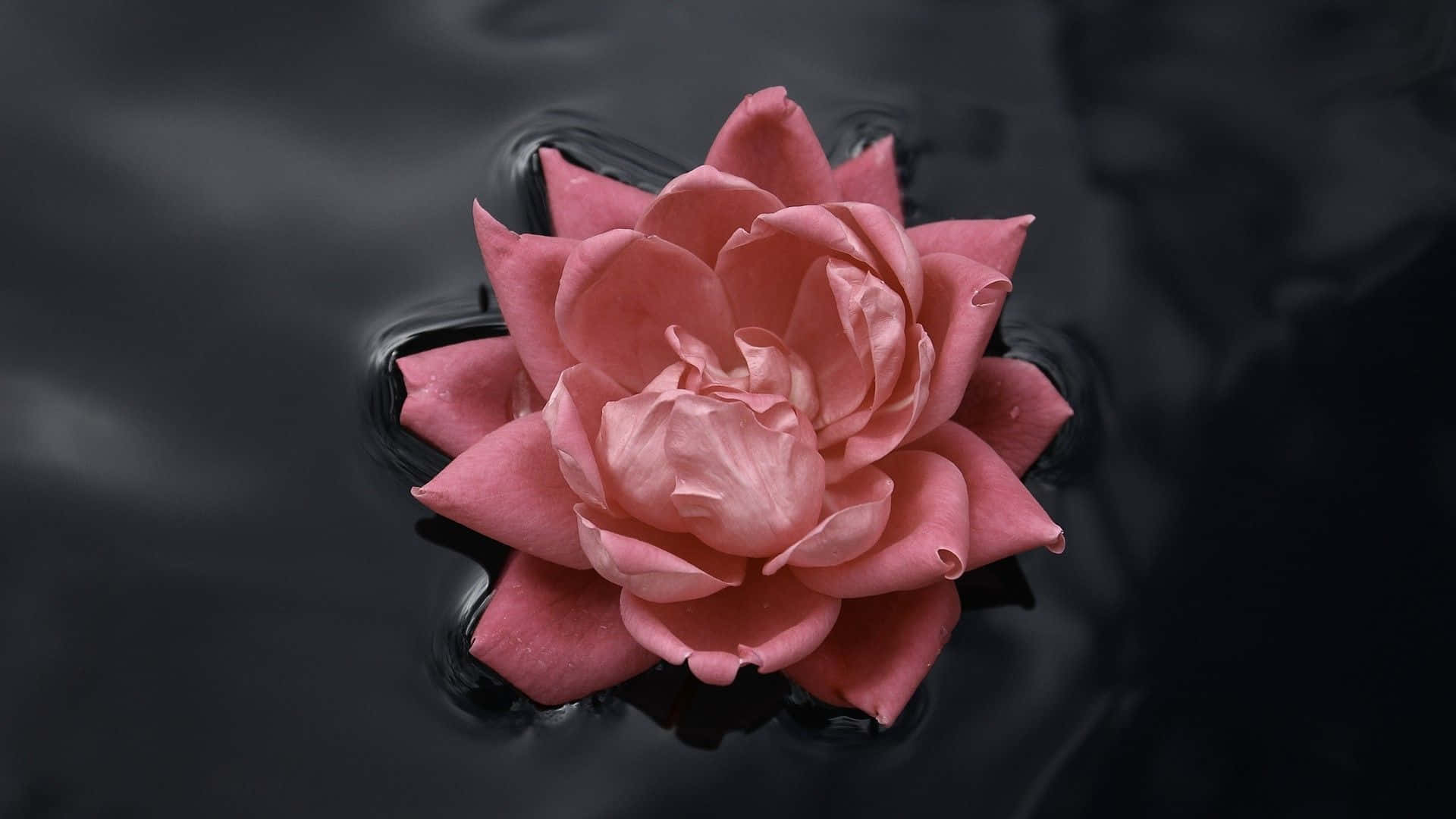 Añadeun Toque De Color A Tu Espacio De Vida Con Este Impresionante Papel Tapiz Floral En Negro Y Rosa. Fondo de pantalla