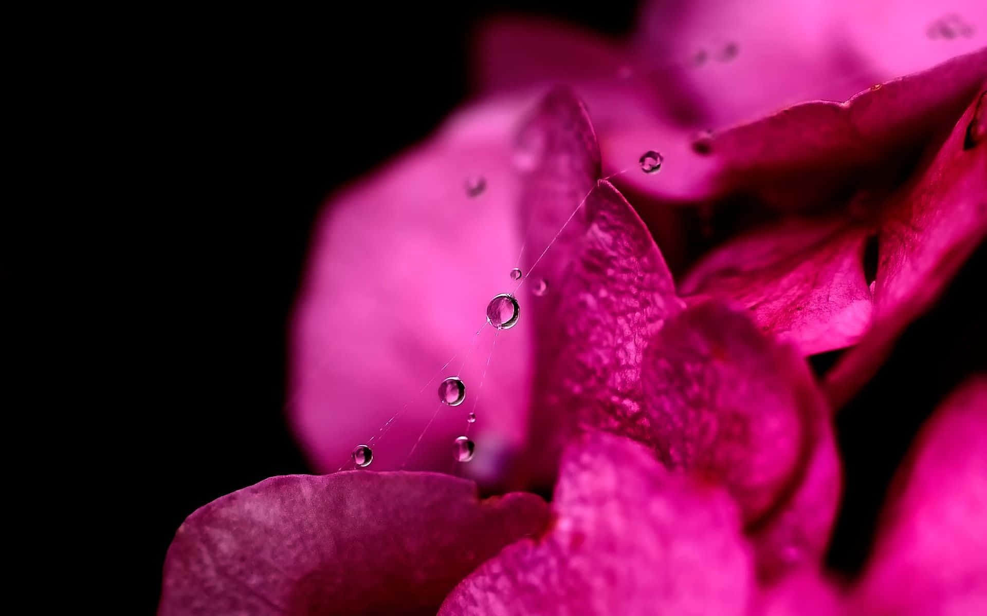 Einenahaufnahme Von Pinken Blumen Mit Wassertropfen. Wallpaper