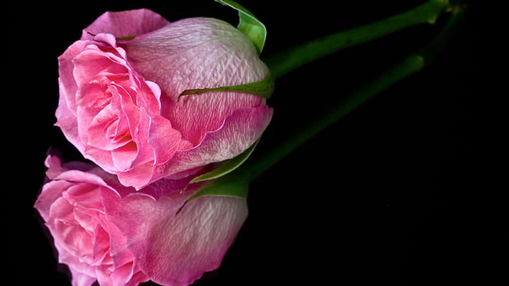 Dristigt Smuk - Sort og Pink Floral Wallpaper