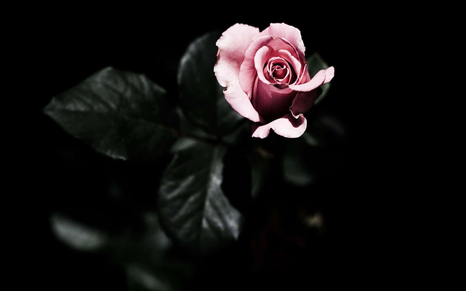 En pink rose vises i mørk baggrund Wallpaper