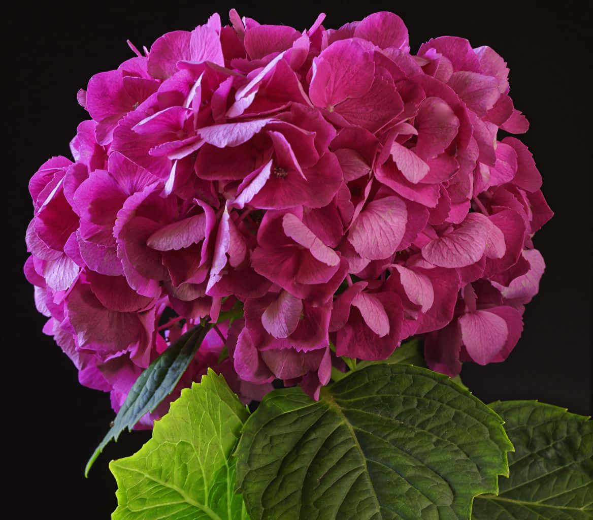 Unhermoso Ramo De Flores Negras Y Rosas. Fondo de pantalla