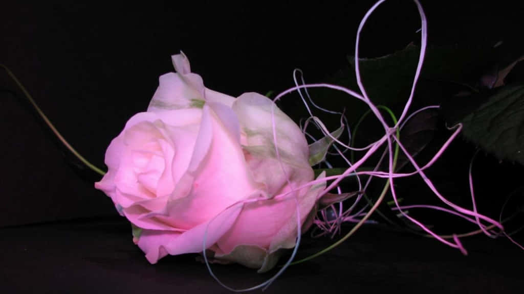 En pink rose med et pink lys, der skinner på den Wallpaper