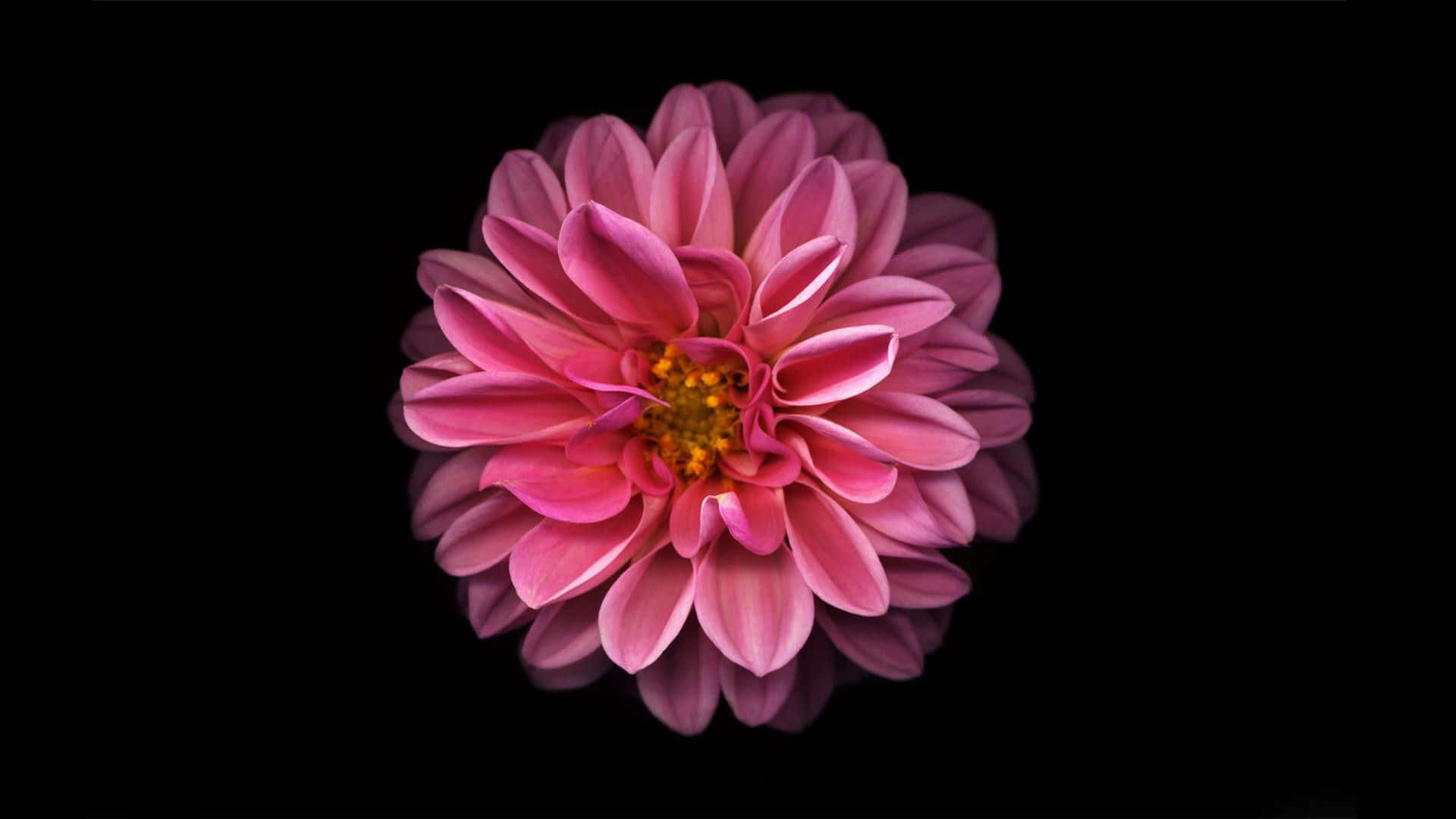 A Pink Flower Is Shown On A Black Background Wallpaper