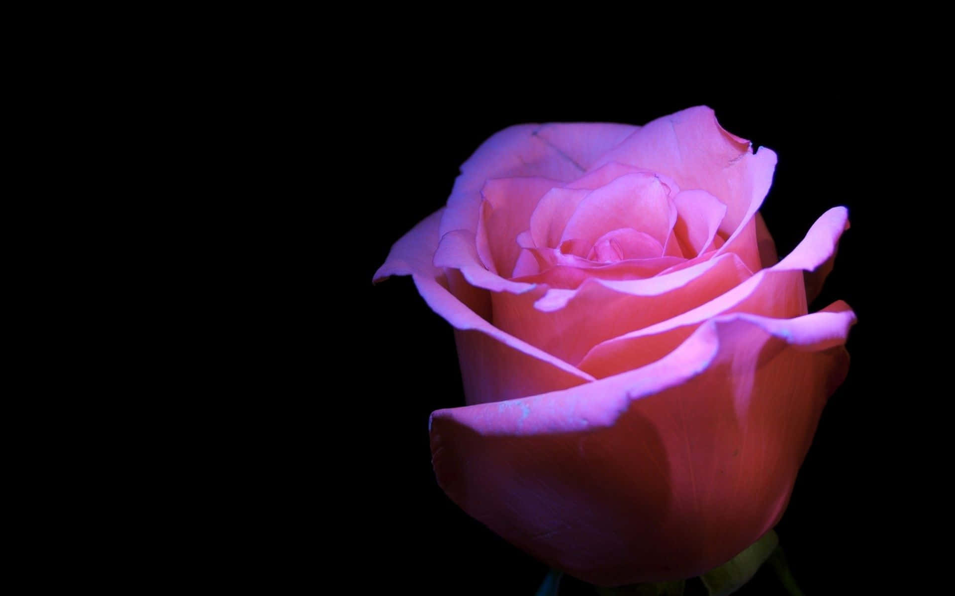 A Pink Rose Is Lit Up Against A Black Background Wallpaper