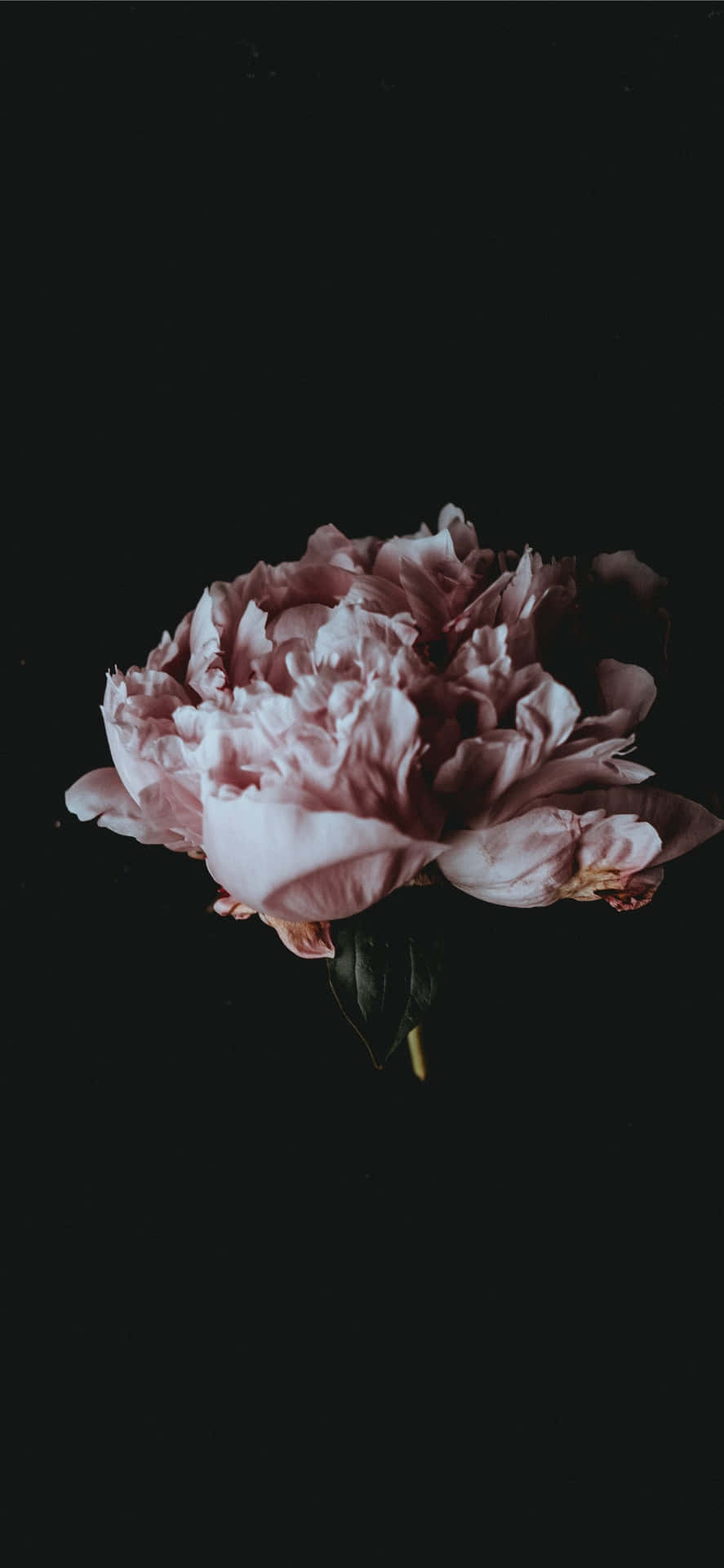Florescénica En Negro Y Rosa Fondo de pantalla