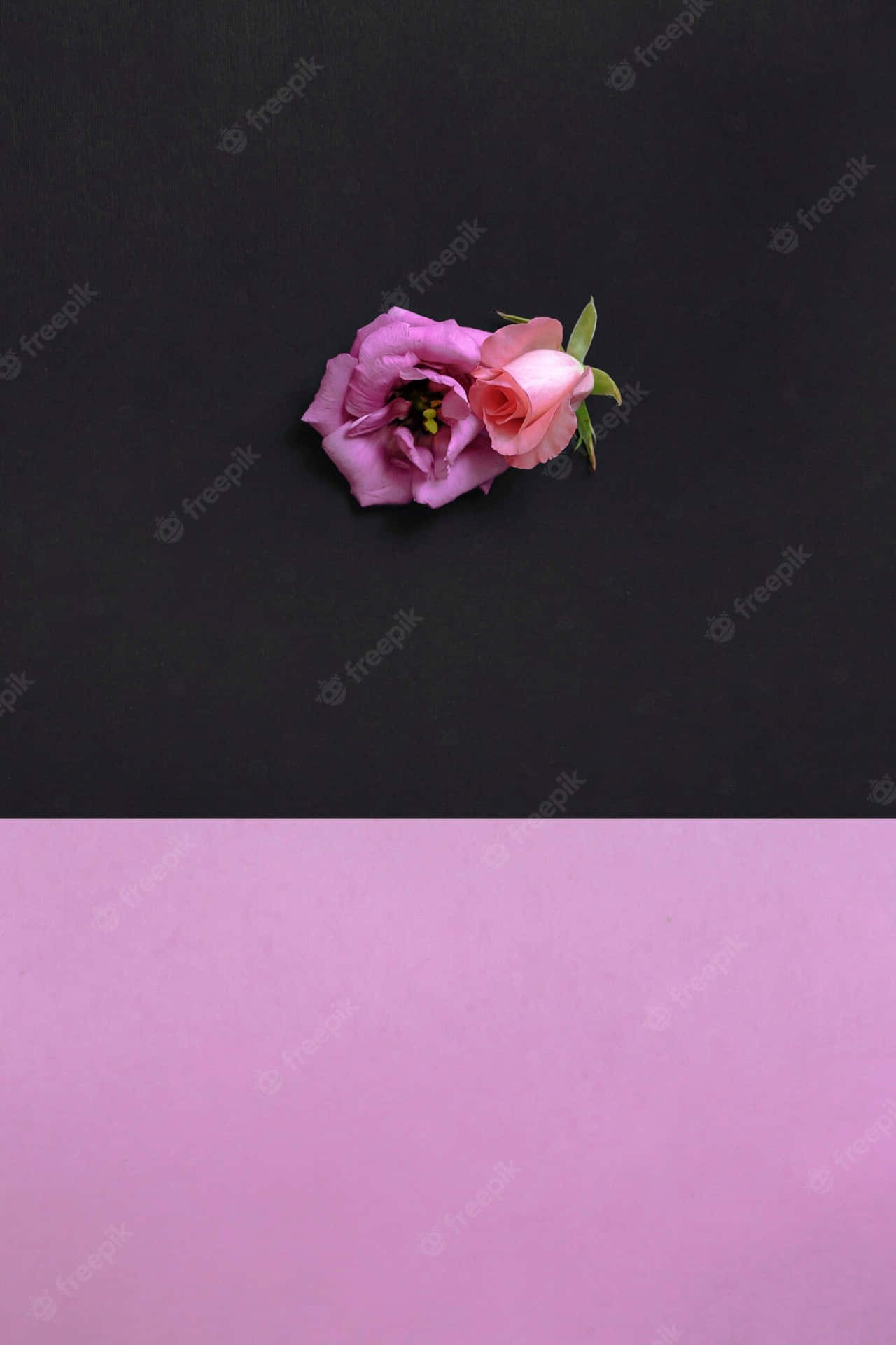 Two Pink Roses On A Black Background Wallpaper