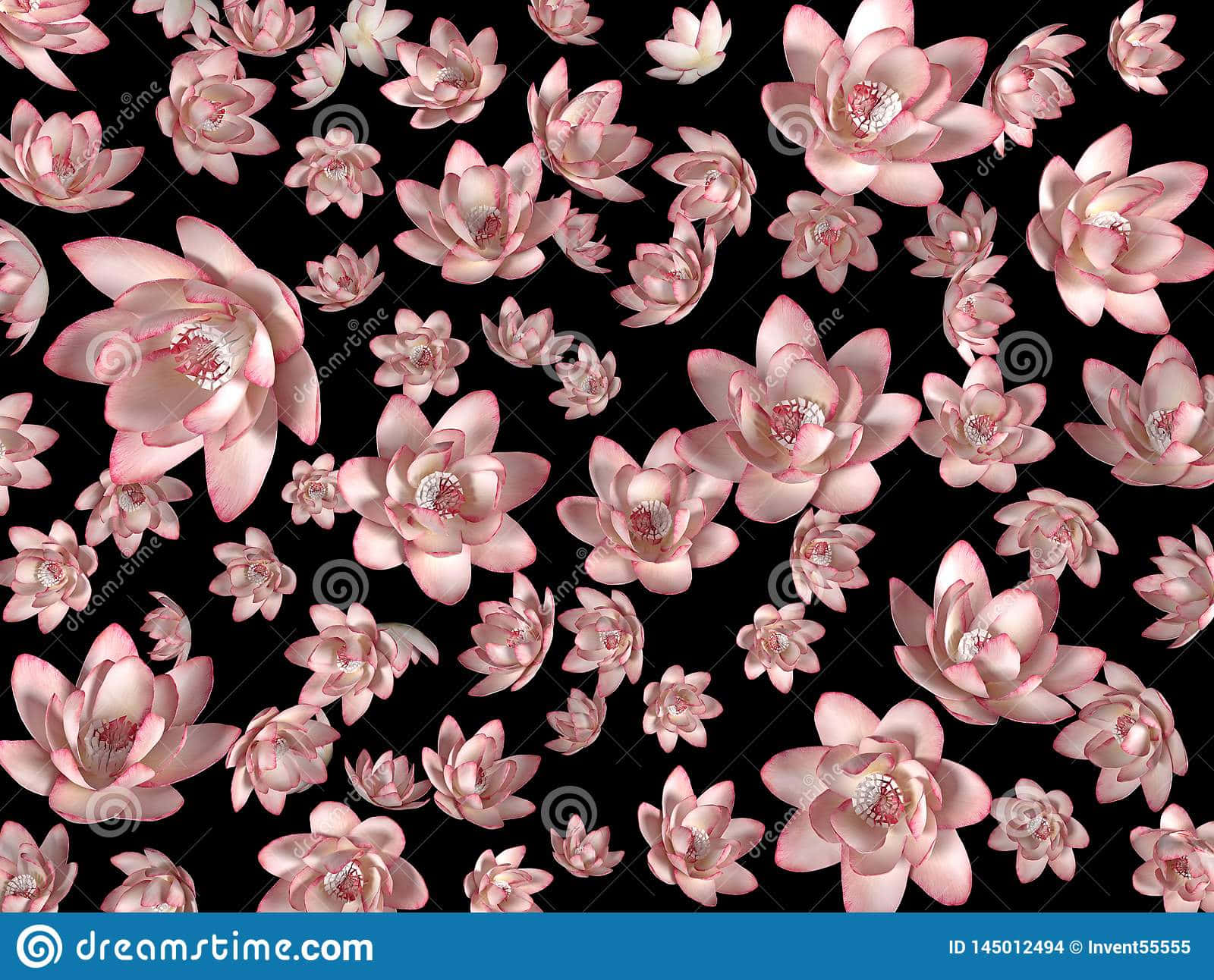 Umamistura Colorida De Beleza - Uma Flor Preta E Rosa! Papel de Parede