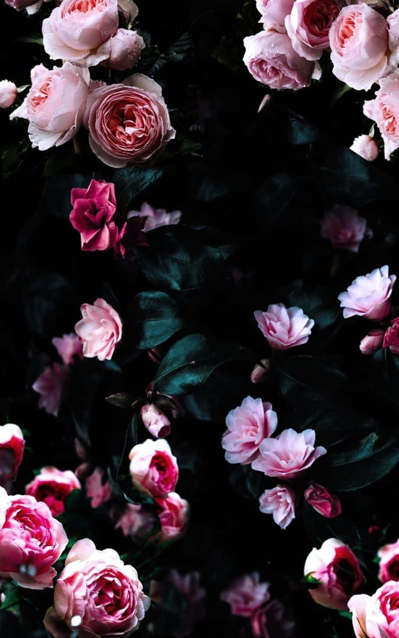 Rose Black And Pink Flower Wallpaper