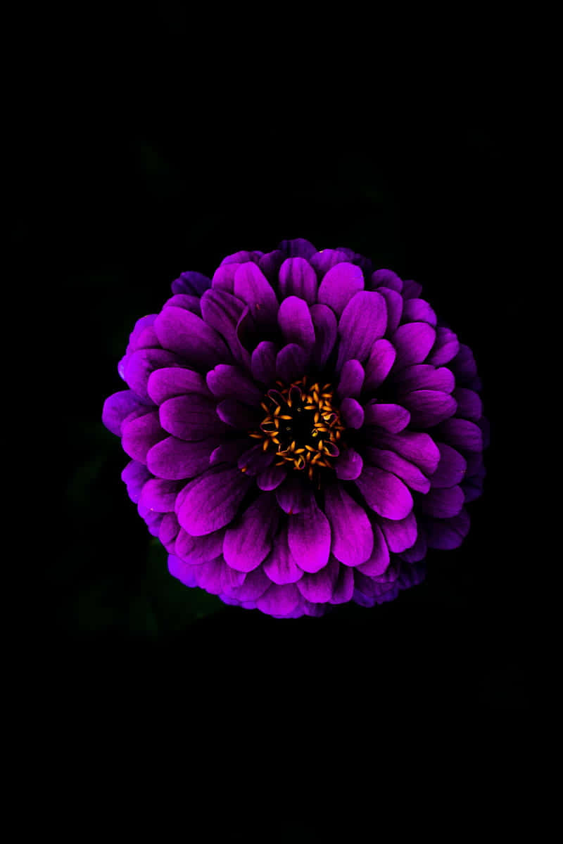 Et lyserødt blomsterarrangement mod en sort baggrund. Wallpaper
