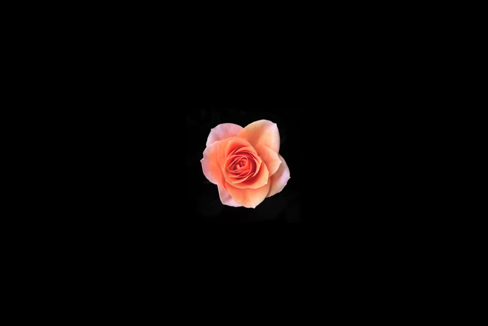 Blooming Rose Black And Pink Flower Desktop Wallpaper