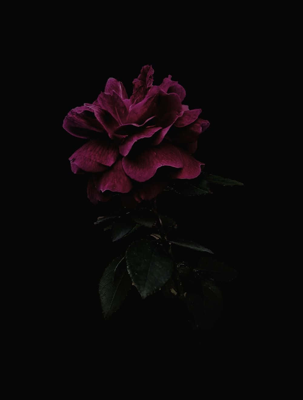 Blomme rose sort og pink blomst tapet Wallpaper