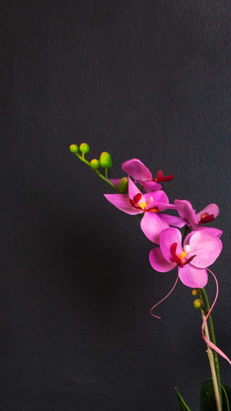 Orkidésvart Och Rosa Blomma Wallpaper