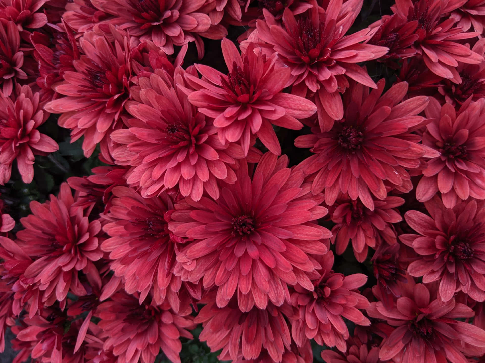 Download Black And Pink Flower Wallpaper | Wallpapers.com