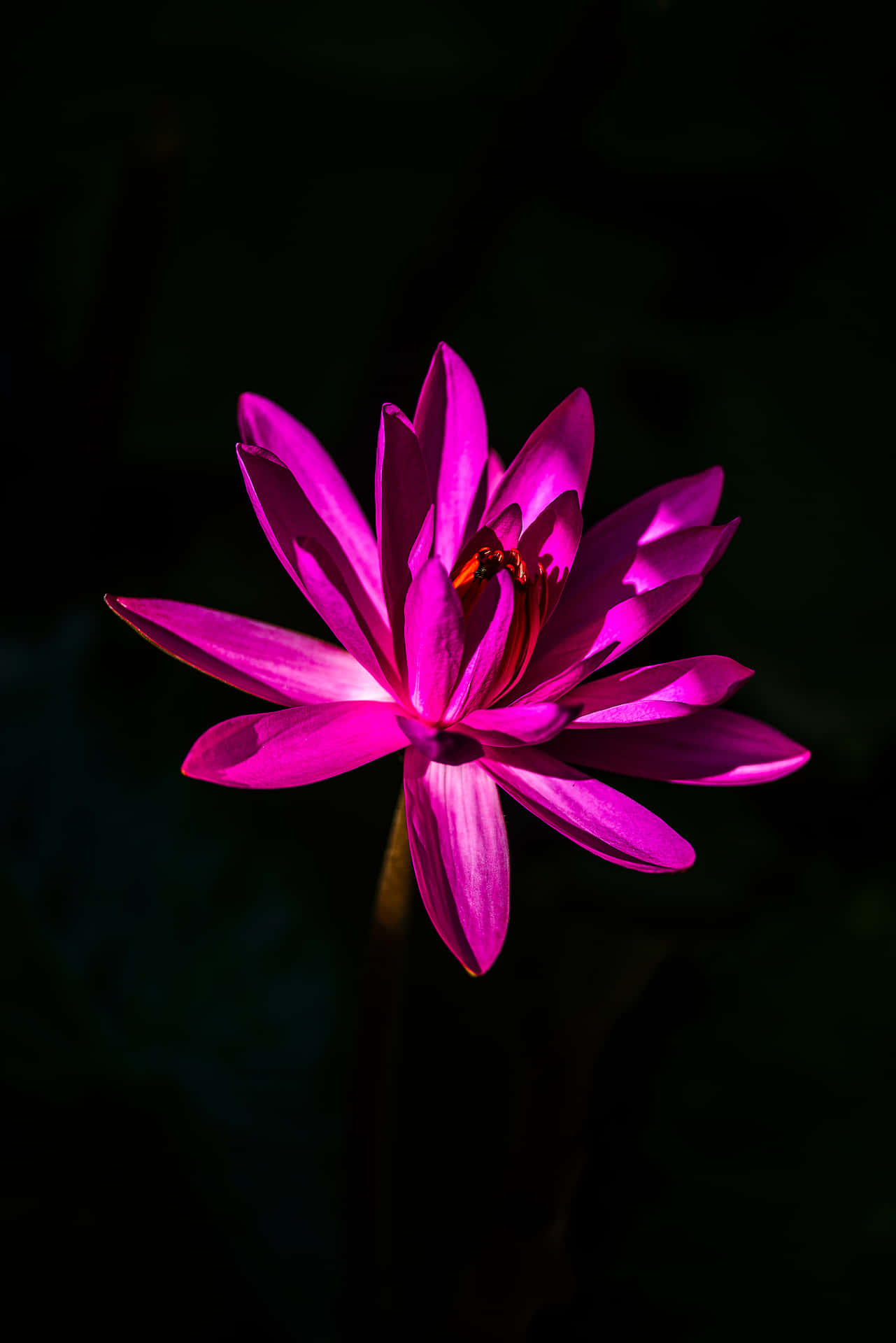 Lotusblume In Schwarz Und Pink Wallpaper