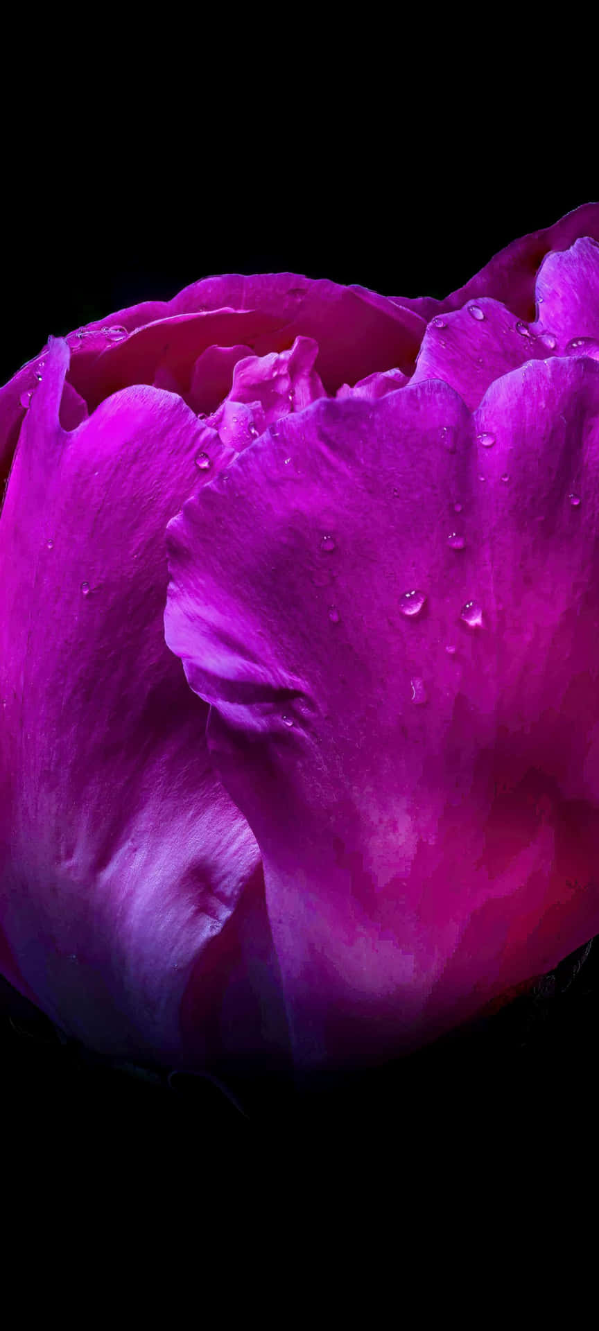 Wet Peony Black And Pink Flower Wallpaper