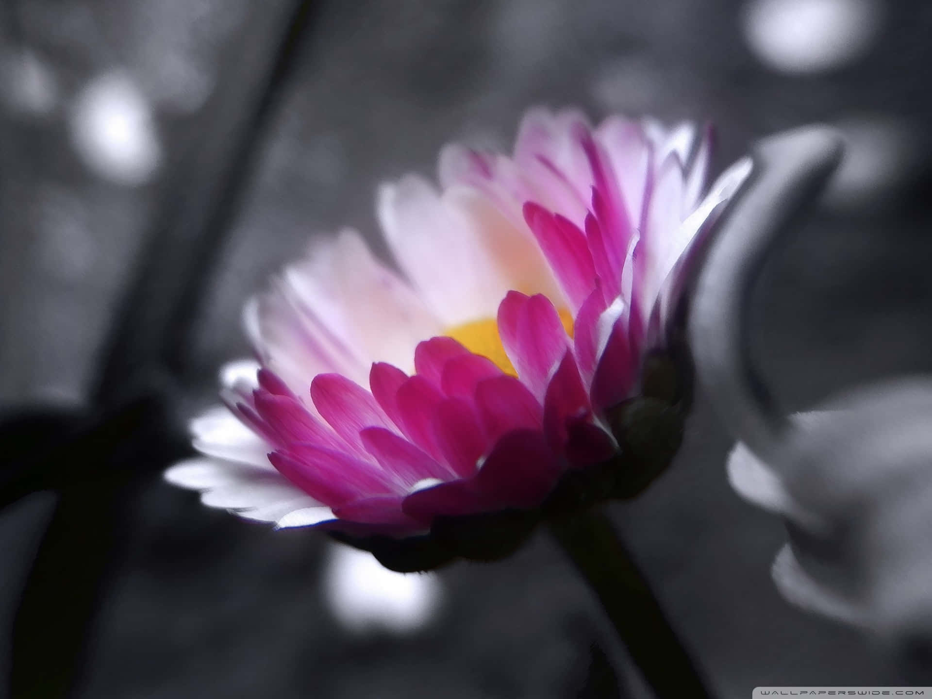 Black And Pink Flower Grayscale Wallpaper