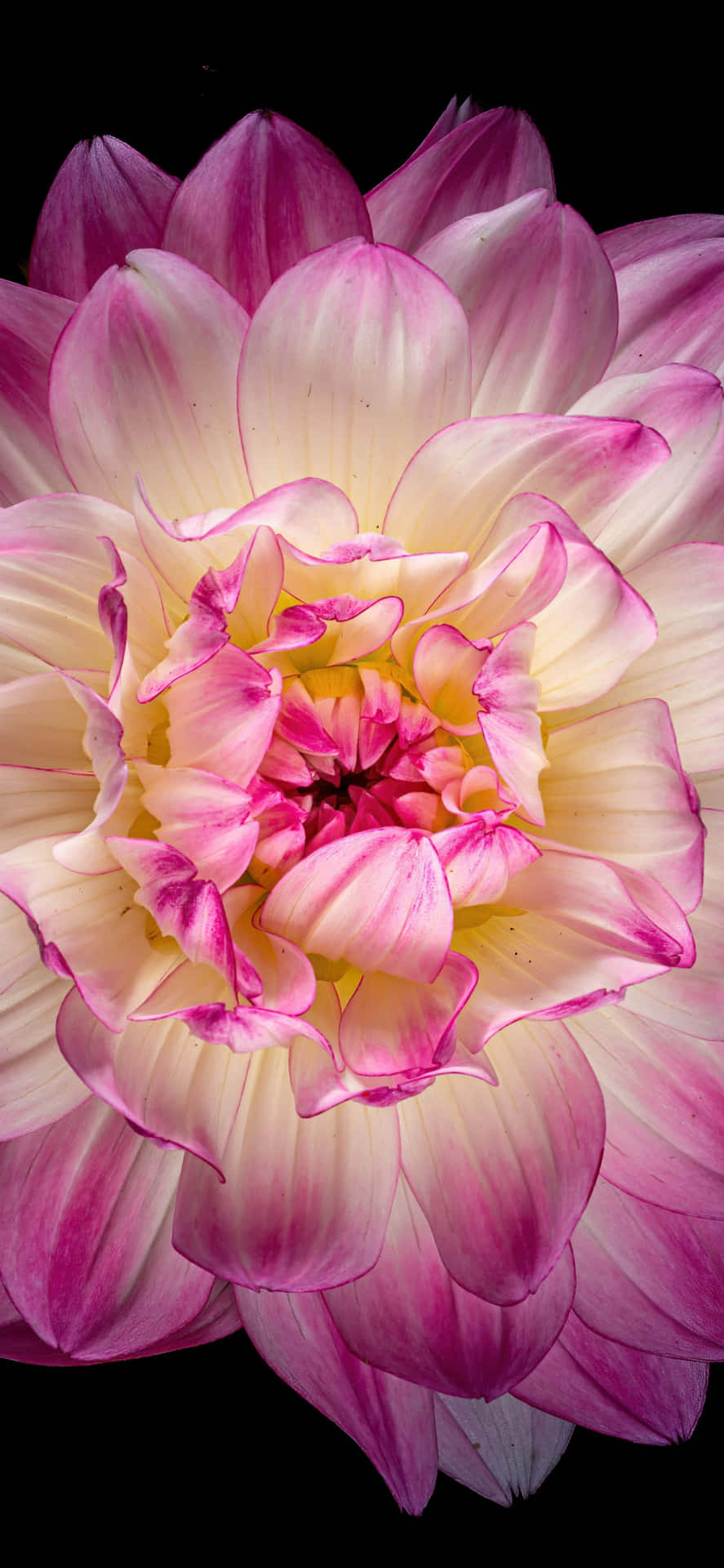 Nahaufnahmeeiner Schwarzen Und Pinkfarbenen Blume Wallpaper