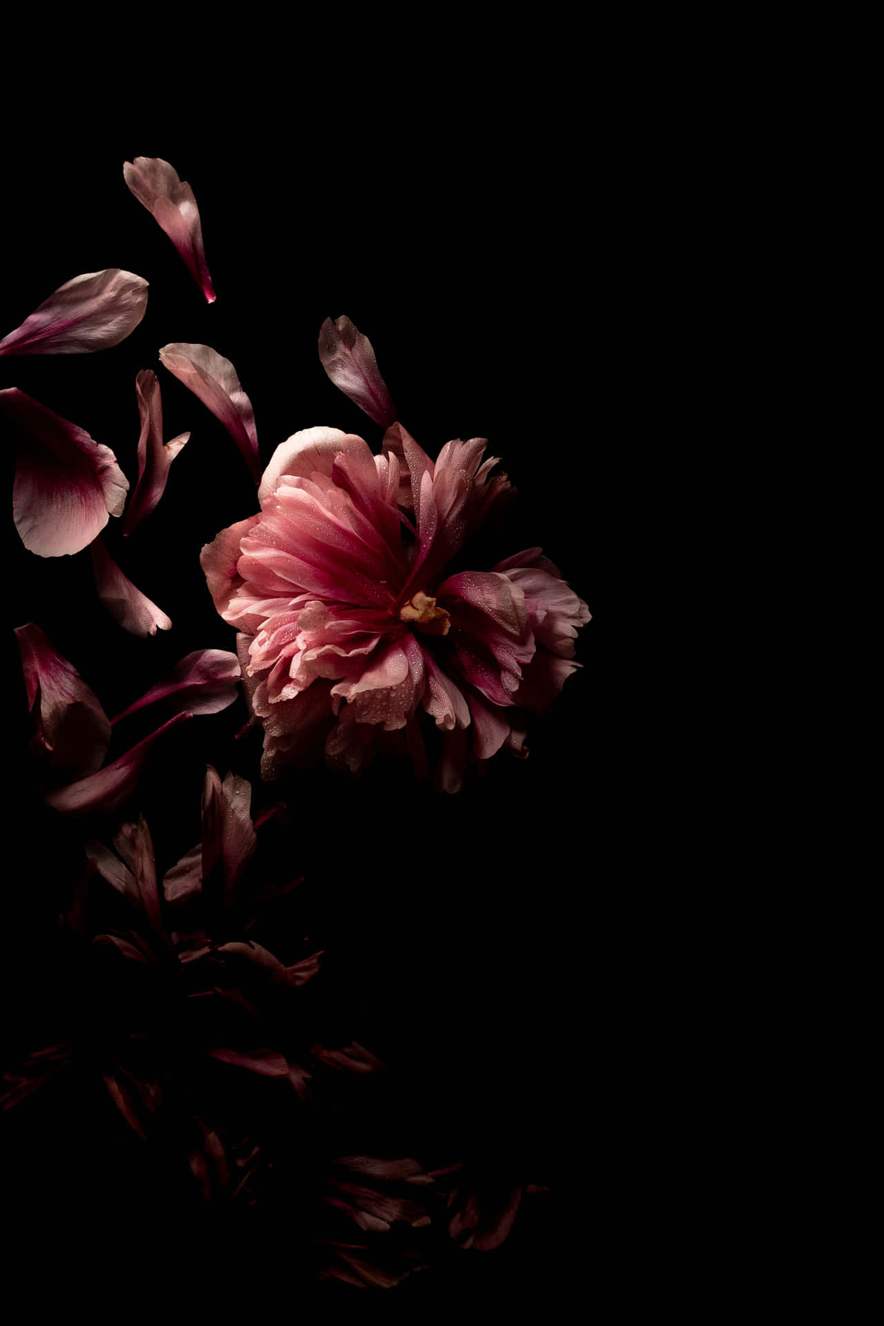 Peony Black And Pink Flower Wallpaper