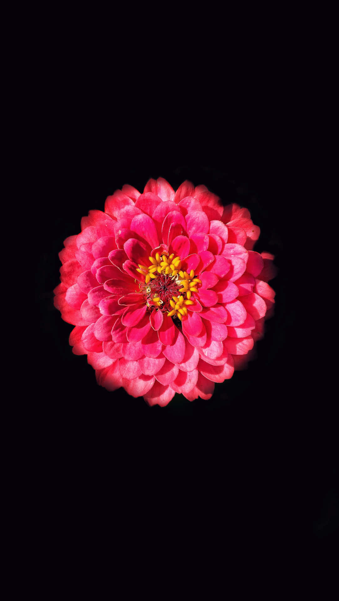 Gängigezinnie Mit Schwarzen Und Pinkfarbenen Blüten. Wallpaper