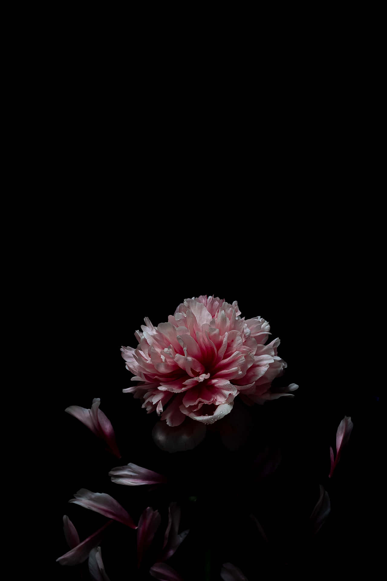 Comunepeonia Fiore Nero E Rosa Sfondo