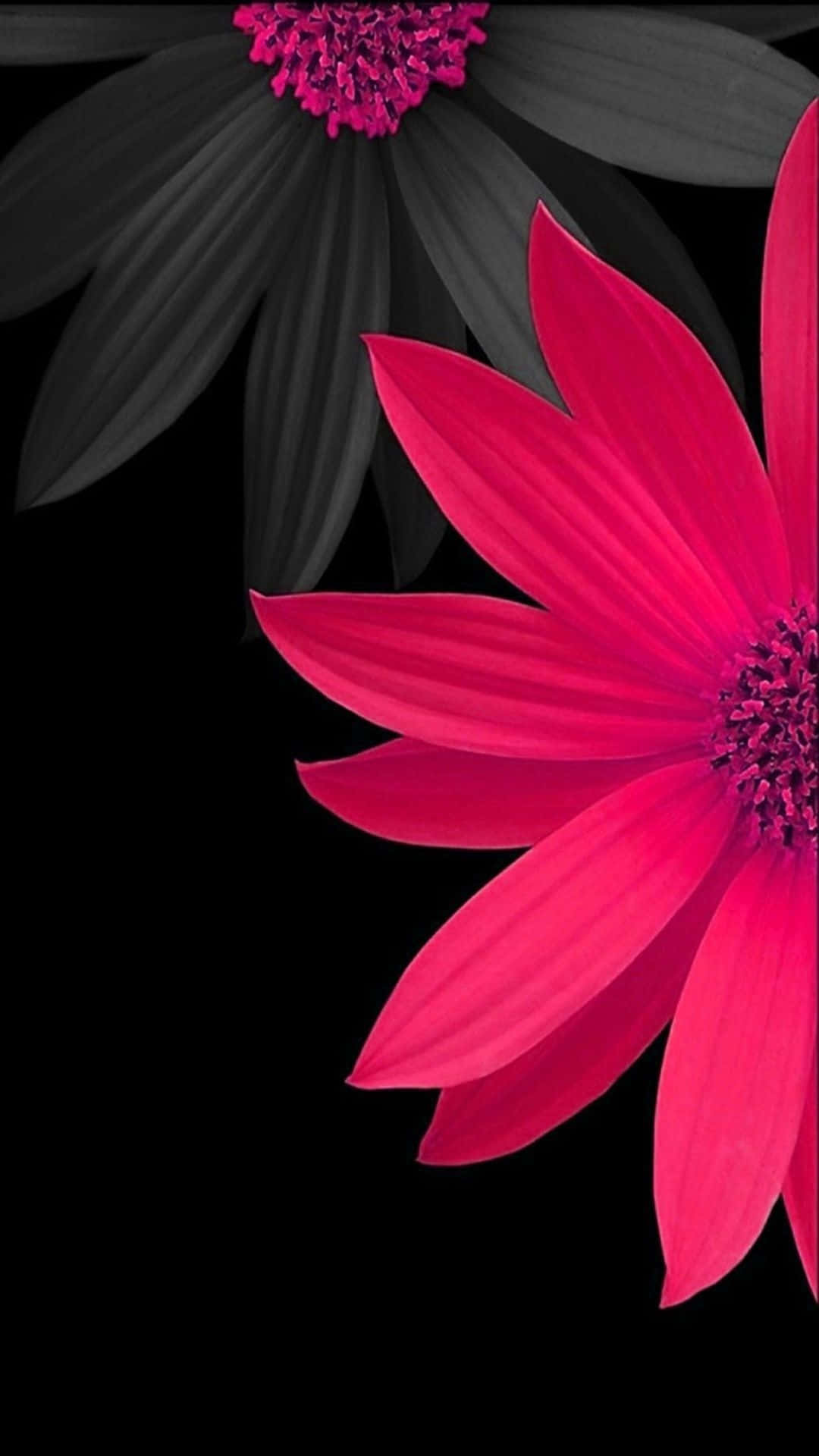 Wallpaperdaisy Blommor I Svart Och Rosa Iphone Bakgrundsbild. Wallpaper
