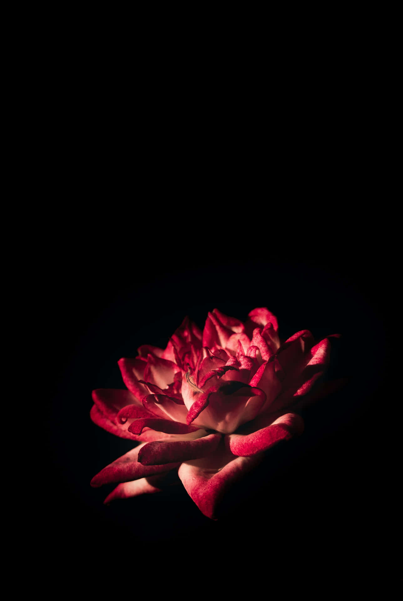Schwarzesund Pinkes Iphone Rose Blume Wallpaper