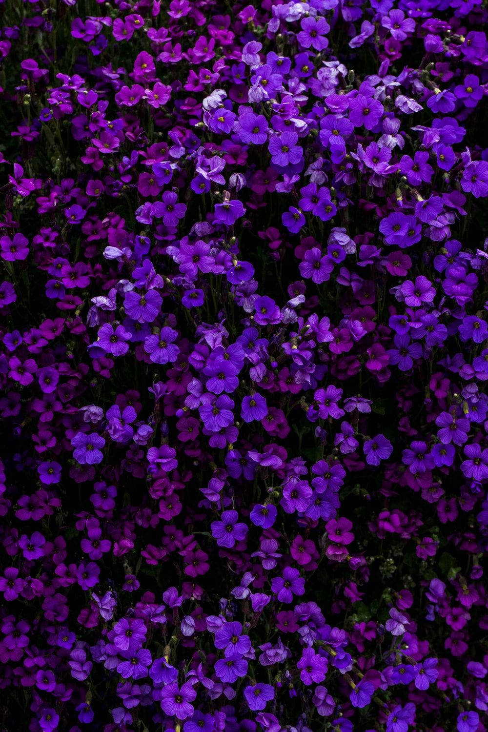 Sort og lilla æstetisk blomster Wallpaper