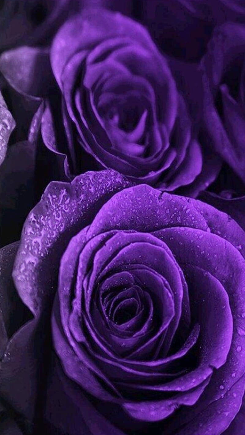 Black And Purple Aesthetic Roses Up-close Wallpaper