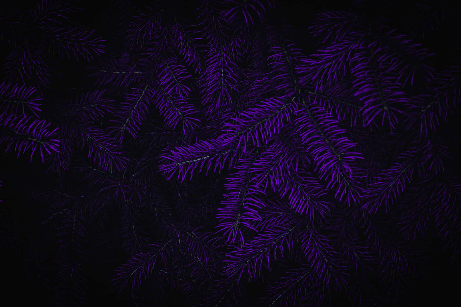 An Eye-catching Black and Purple Background