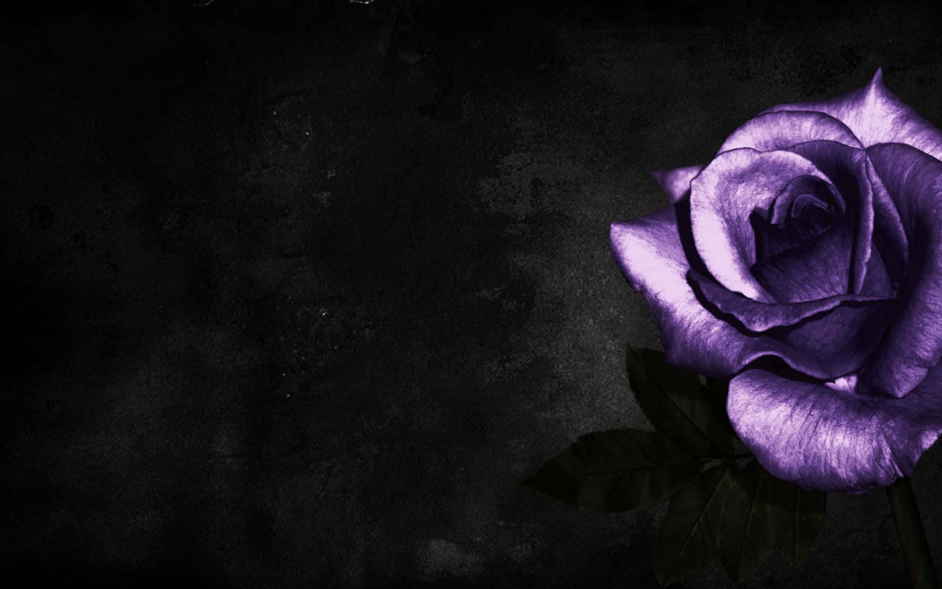 Purple Rose Wallpapers Hd