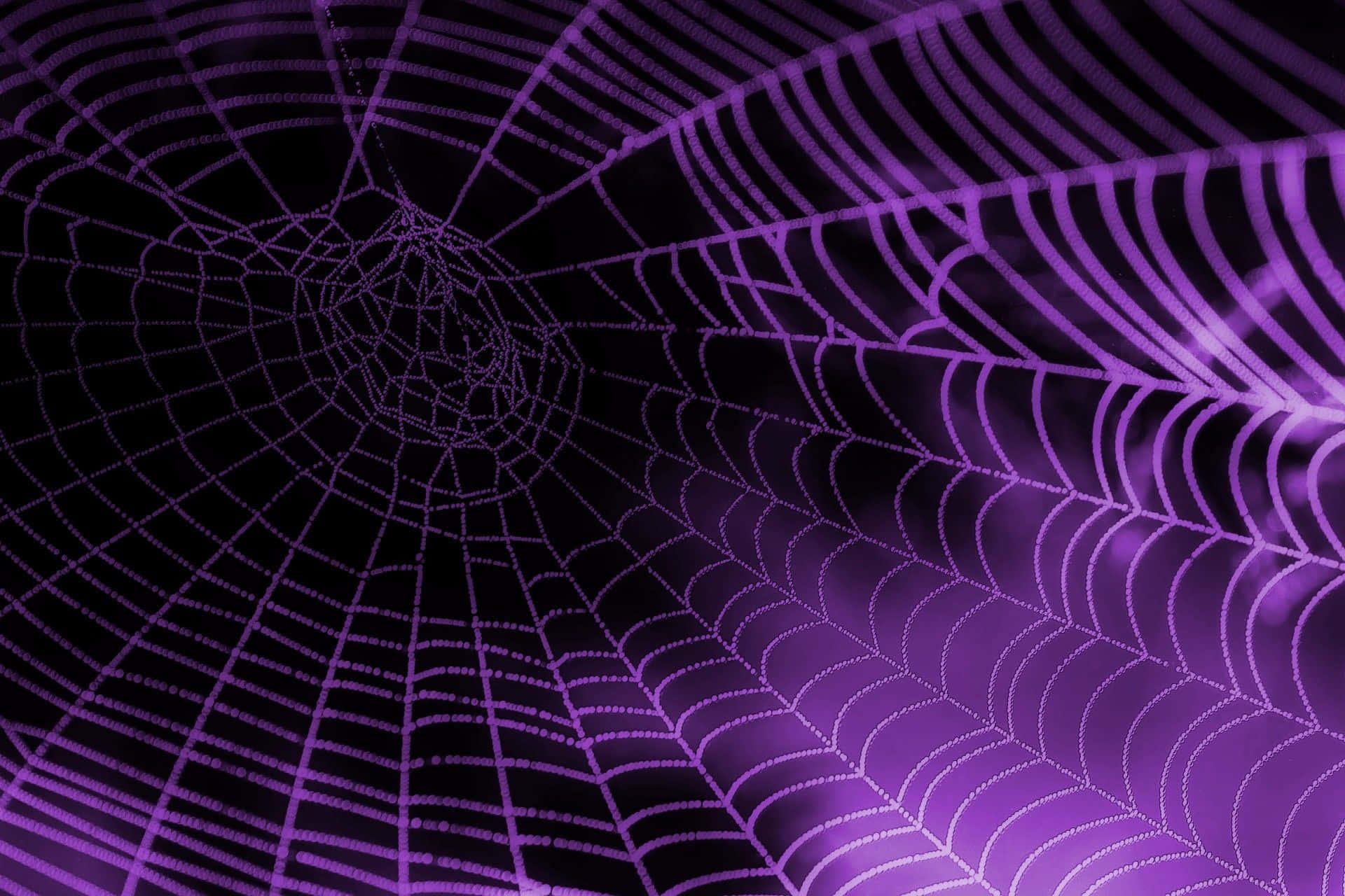 Black And Purple Spider Web Background
