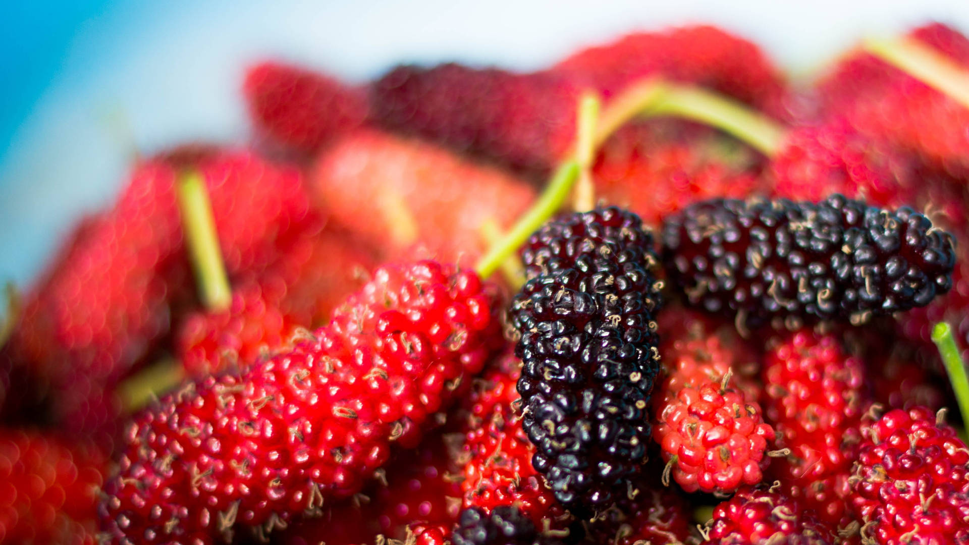 Sort og rød mulberry-frugter macro skud Wallpaper